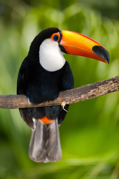 Toco Toucan Vegetación Profunda — Foto de Stock