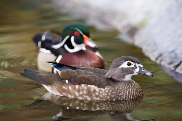 Patos Estanque Enfoque Femal — Foto de Stock