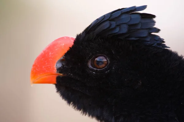 Curious Bird Large Red Beak Head Close — стоковое фото