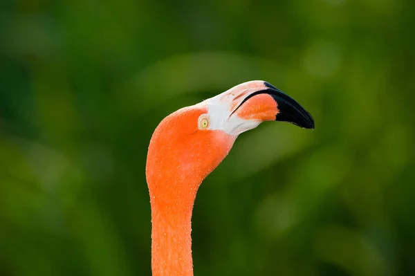 Röd Karibisk Flamingo Närbild Huvud Detalj — Stockfoto