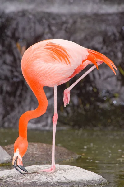 Bunte Flamingos Einem Teich — Stockfoto