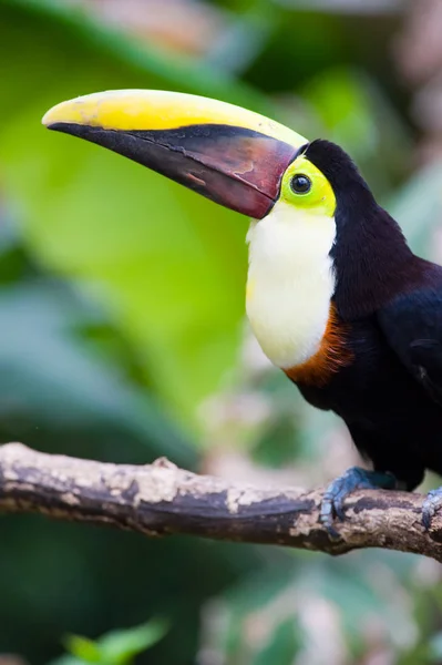 Καστανιές Mandibled Toucan Swainsons Toucan Ramphastos Swainsonii — Φωτογραφία Αρχείου