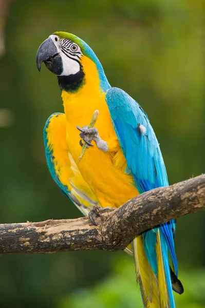 Guacamayo Azul Amarillo Vegetación Profunda Ara Arararauna — Foto de Stock