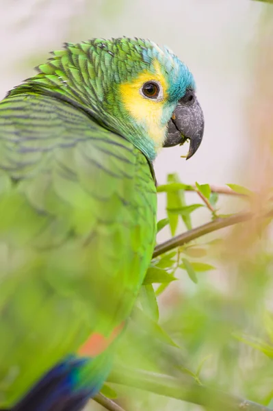 Papagei Dichter Vegetation Getarnt — Stockfoto