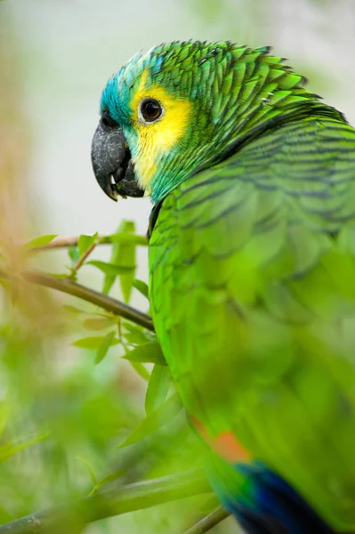 Papagei Dichter Vegetation Getarnt — Stockfoto