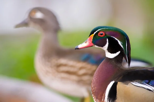 Pato Macho Colorido Con Profundidad Tragar Fiel — Foto de Stock