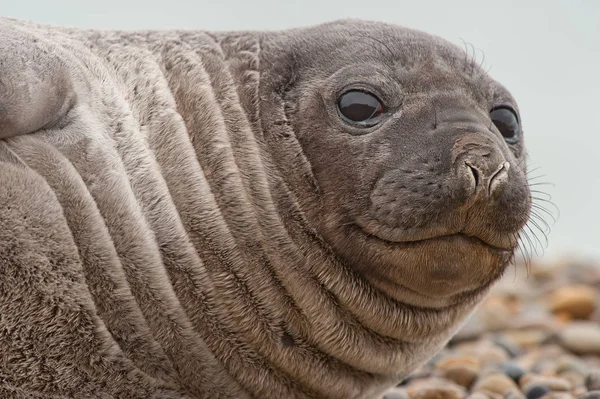 Cute Baby Seal Focus Sélectif — Photo