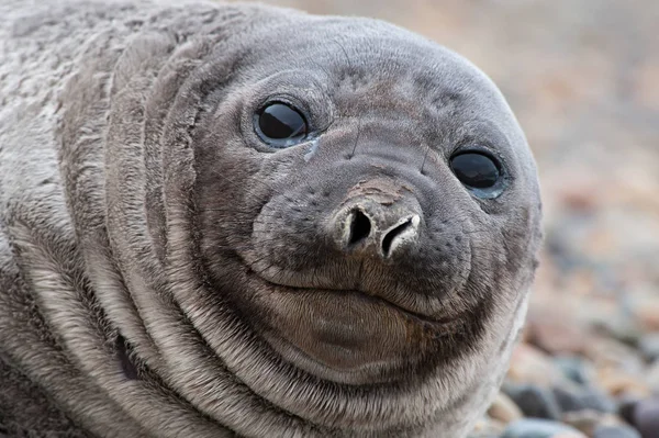 Cute Baby Seal Selective Focus — Stockfoto