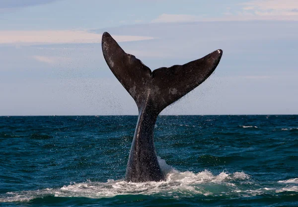 Une Baleine Noire Dans Péninsule Valdes Argentine — Photo