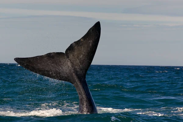 Een Walvis Recht Schiereiland Valdes Argentinië — Stockfoto