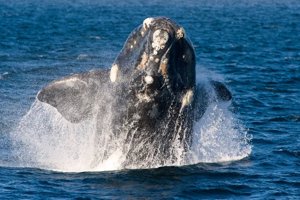Une Baleine Noire Dans Péninsule Valdes Argentine — Photo