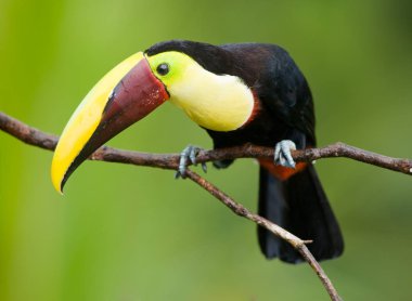 Kestane mandibled Toucan veya Swainsons Toucan - Orta Amerika dan Ramphastos swainsonii