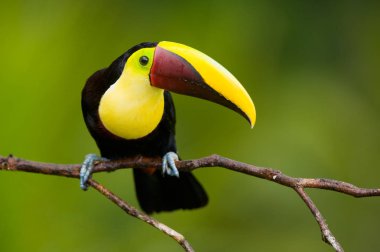 Kestane mandibled Toucan veya Swainsons Toucan - Orta Amerika dan Ramphastos swainsonii