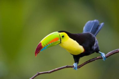 Orta Amerika dan salma fatura toucan.