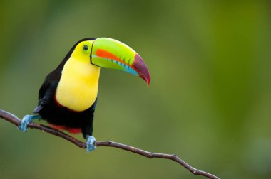 Orta Amerika dan salma fatura toucan.