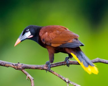 Montezuma Oropendola seçici odak