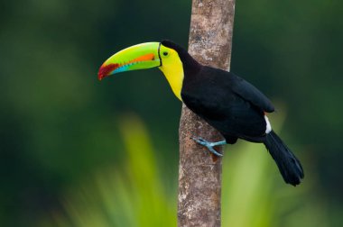 Orta Amerika dan salma fatura toucan.