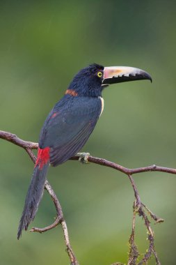 Yakalı Aracari, Orta Amerika'dan bir Toucan.