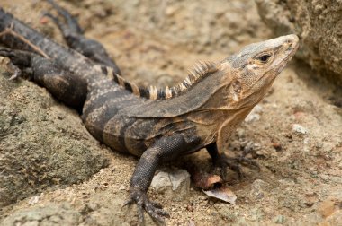 Iguana kapatma ayrıntısı seçici odak