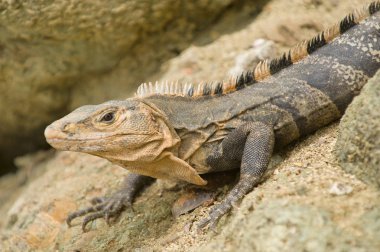Iguana kapatma ayrıntısı seçici odak
