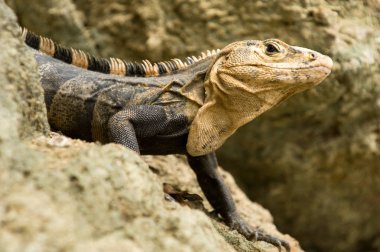 Iguana kapatma ayrıntısı seçici odak