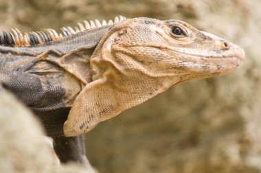 Iguana kapatma ayrıntısı seçici odak