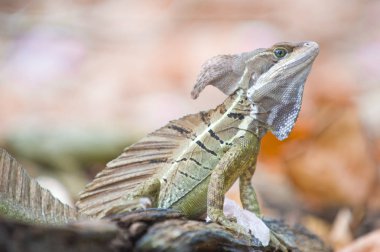 Basilisk veya İsa Mesih kertenkele (Basiliscus basiliscus)