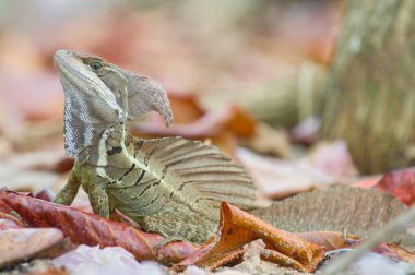 Basilisk veya İsa Mesih kertenkele (Basiliscus basiliscus)