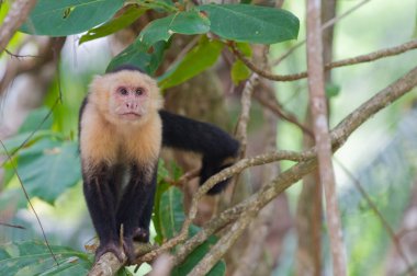 Beyaz Capuchin inanılmazsaçma karşı karşıya.