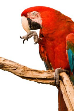 Red Macaw head close-up isolated on white  clipart