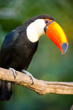 Derin bitki örtüsü Toco Toucan