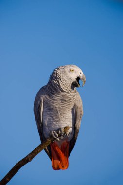 Mavi gökyüzü üzerinde Afrika gri papağanı
