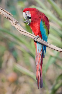 Kırmızı arka plan izole Amerika papağanı