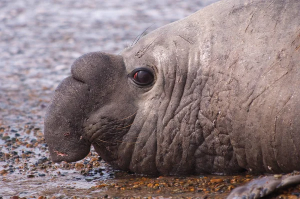 Masculino Elefante Mar Enfoque Selectivo — Foto de Stock