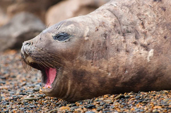 Kvinnlig Selektiv Inriktning Elefanthavet — Stockfoto