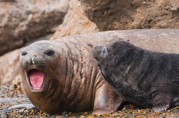 Cute Baby Seal — Zdjęcie stockowe