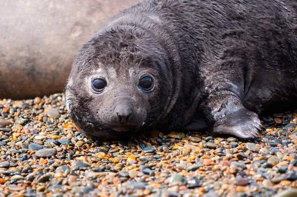 Cute Baby Seal Selective Focus — Stockfoto