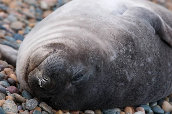 Baby Seal Sover Patagonien — Stockfoto