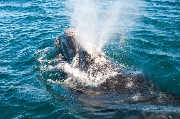 Een Walvis Recht Schiereiland Valdes Argentinië — Stockfoto