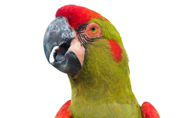 Frente Vermelha Macaw Cabeça Closeup Isolado Branco — Fotografia de Stock