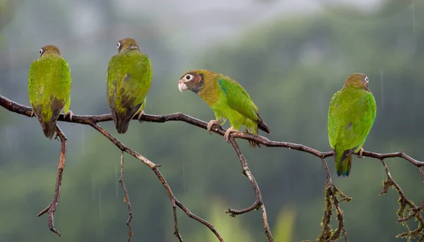 Four Brown Hooded Parrots Branch One Looking Camer — Stock Photo, Image