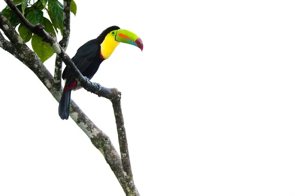 Keel Billed Toucan Dall America Centrale — Foto Stock