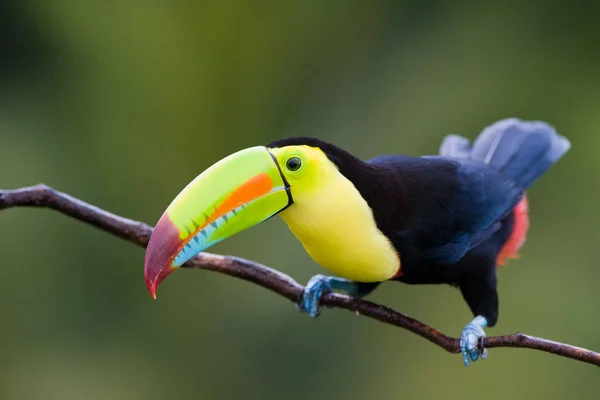 Keel Billed Toucan Dall America Centrale — Foto Stock