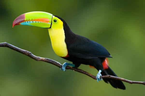 Keel Billed Toucan Dall America Centrale — Foto Stock