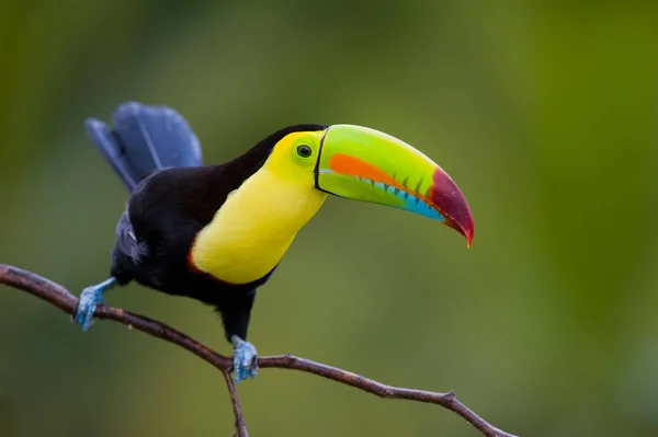 Keel Billed Toucan Central America — Stock Photo, Image