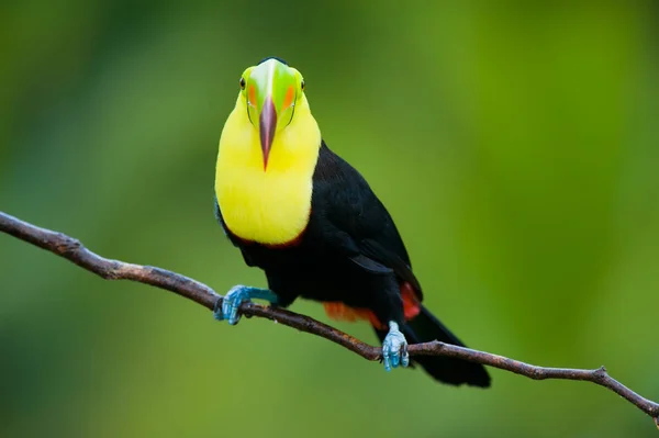 Τιμολογημένο Toucan Καρίνα Από Την Κεντρική Αμερική — Φωτογραφία Αρχείου