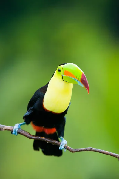 Keel Billed Toucan Центральной Америки — стоковое фото