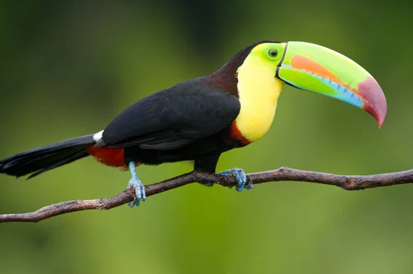 Keel Billed Toucan Dall America Centrale — Foto Stock