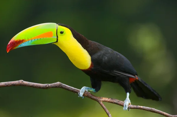 Τιμολογημένο Toucan Καρίνα Από Την Κεντρική Αμερική — Φωτογραφία Αρχείου