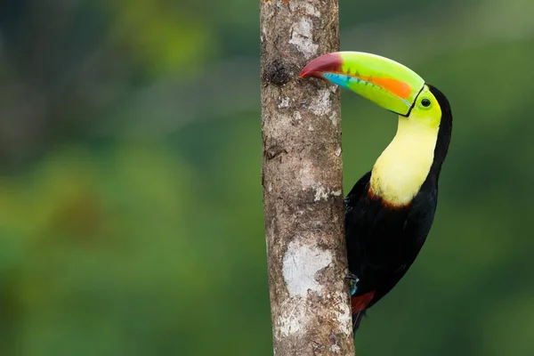 Τιμολογημένο Toucan Καρίνα Από Την Κεντρική Αμερική — Φωτογραφία Αρχείου